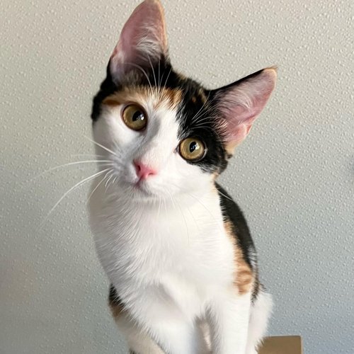 Nessa (PetFinder)