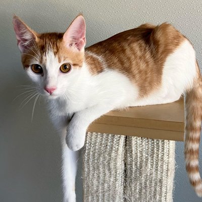 Nexus (PetFinder)