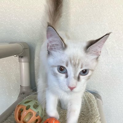Nitro (PetFinder)