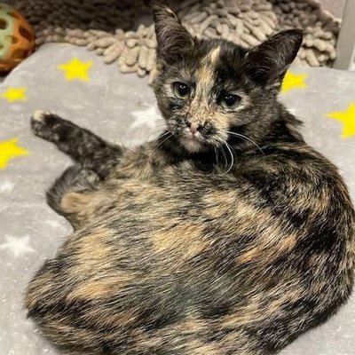 Octavia (PetFinder)