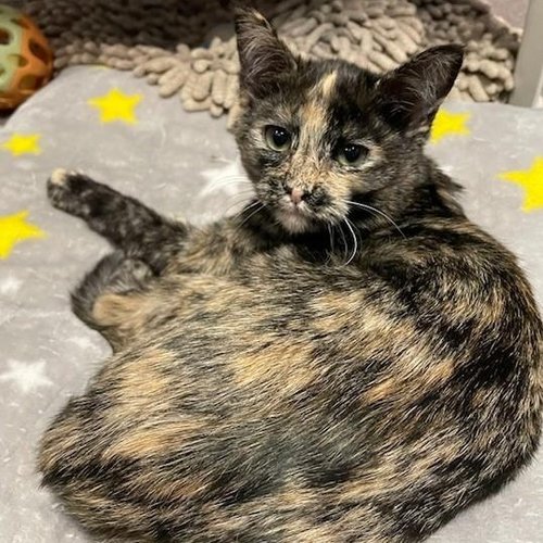 Octavia (PetFinder)