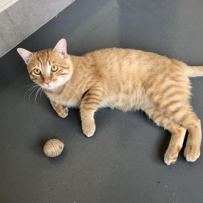 Orange Tabby (PetFinder)