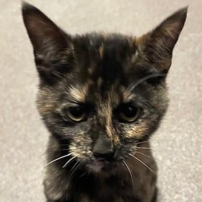 Orion (PetFinder)
