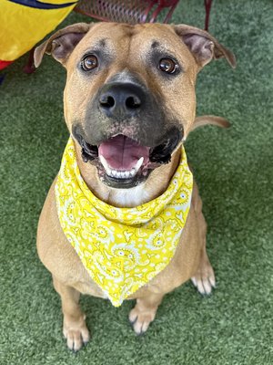 Otis AKA Jack (PetFinder)
