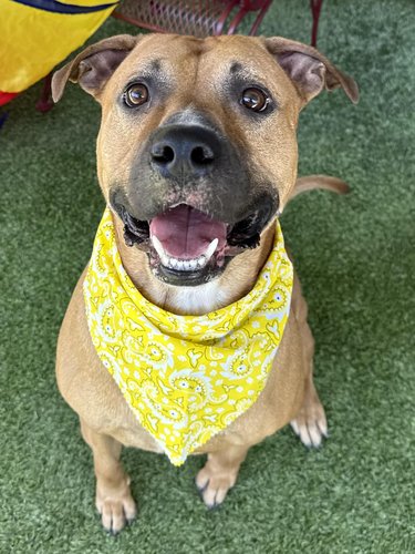 Otis AKA Jack (PetFinder)