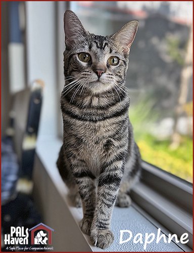 PALS Haven Pet of the Week- Daphne copy