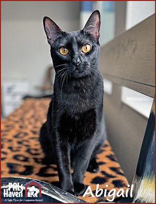 PALS Haven Pet of the Week - Abigail copy