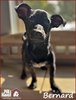 PALS Haven Pet of the Week