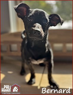 PALS Haven Pet of the Week - Bernard copy
