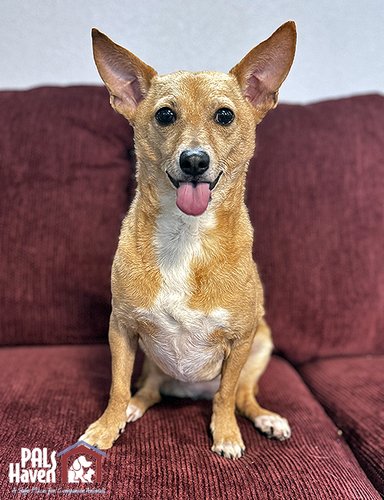 PALS Haven Pet of the Week - Caprice