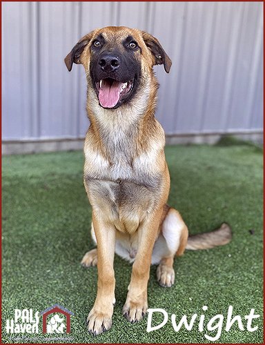 PALS Haven Pet of the Week - Dwight IV
