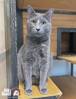 PALS Haven Pet of the Week - Lavender III