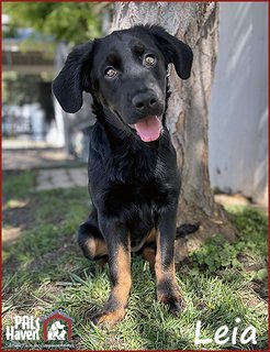 PALS Haven Pet of the Week - Leia copy