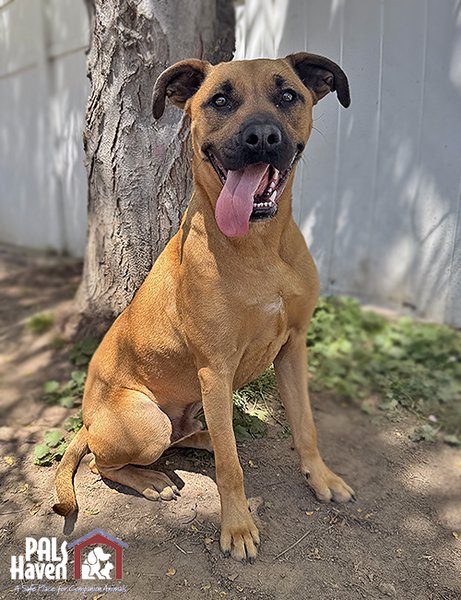 PALS Haven Pet of the Week - Luke