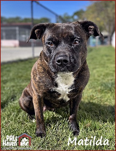 PALS Haven Pet of the Week - Matilda II copy