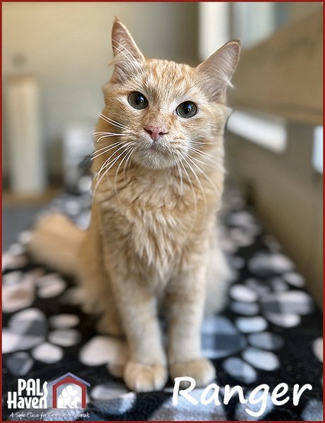 PALS Haven Pet of the Week - Rusty copy