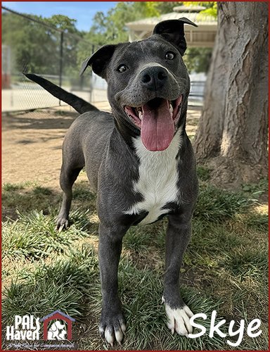 PALS Haven Pet of the Week - Skye copy