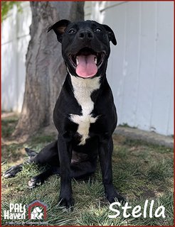 PALS Haven Pet of the Week - Stella copy