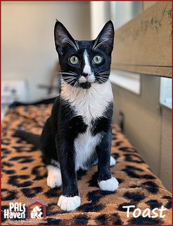 PALS Haven Pet of the Week - Toast copy