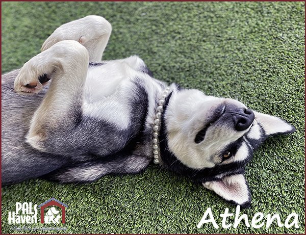 PALS Pet of the Week - Athena II