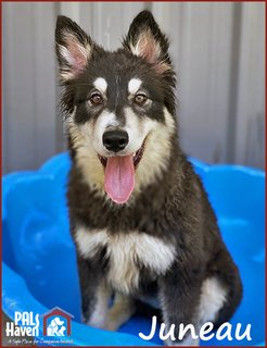 PALS Pet of the Week - Juneau copy