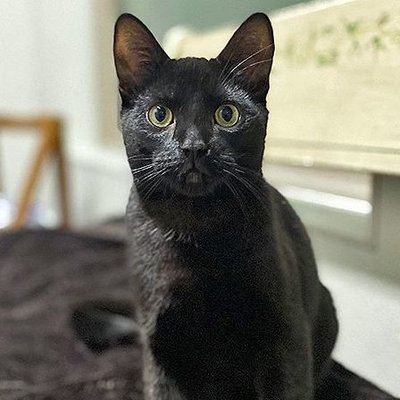 Penn (PetFinder)