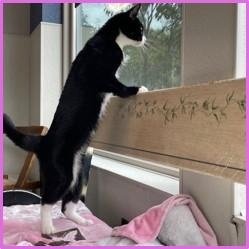 Princess (PetFinder)