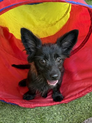 Pudding (PetFinder)