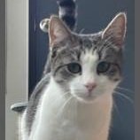 Rae (PetFinder)