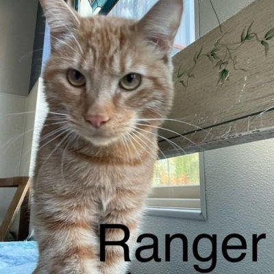 Ranger (PetFinder)