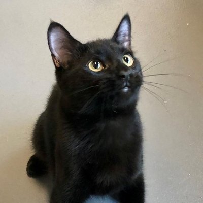 Remus (PetFinder)