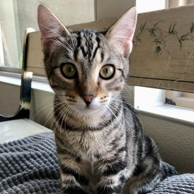 Riku (PetFinder)