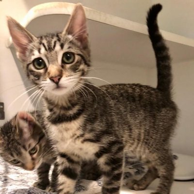 Riley (PetFinder)
