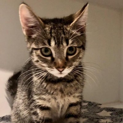 River (PetFinder)