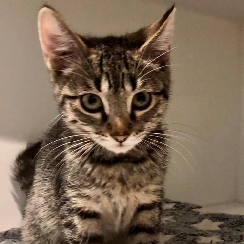 River (PetFinder)