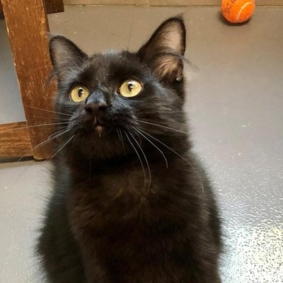 Rocco (PetFinder)