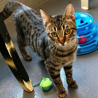 Rogue (PetFinder)