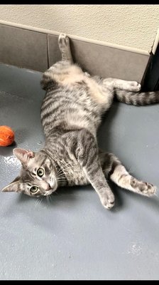 Ronan (PetFinder)