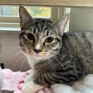 Roxy (PetFinder)