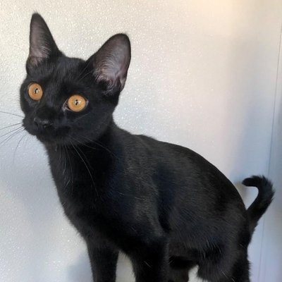 Sable (PetFinder)