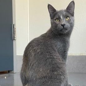 Sage (PetFinder)