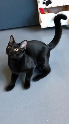 Salem (PetFinder)