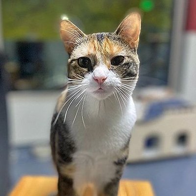 Scarlett (PetFinder)