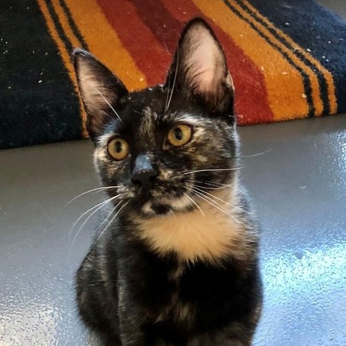 Shelby (PetFinder)