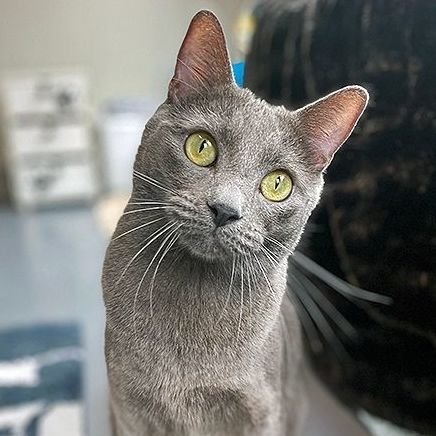 Slate (PetFinder)