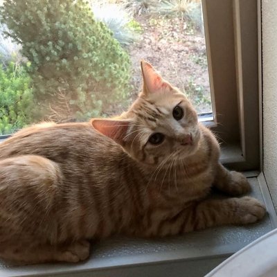 Smitty (PetFinder)