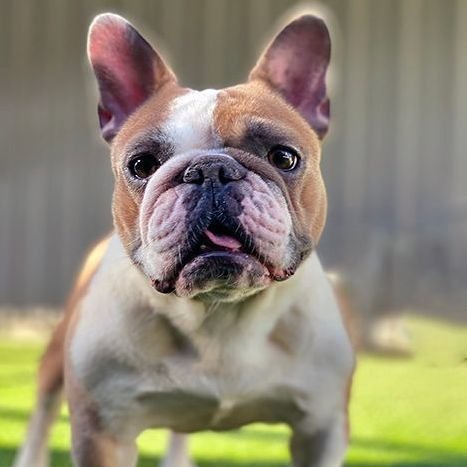 Sophie (PetFinder)