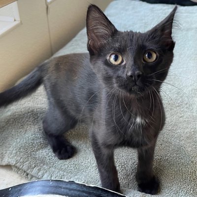 Taco (PetFinder)