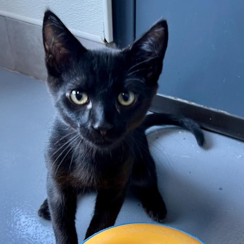 Tango (PetFinder)
