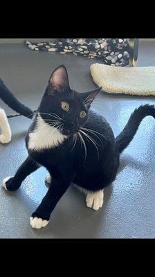 Tater (PetFinder)